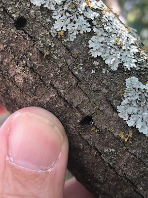 Emerald Ash borer holes in ash tree