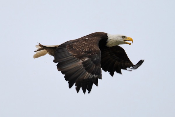 A bald eagle shows its strong flying skills at White Rock Lake. Photo by Adam Velte. 