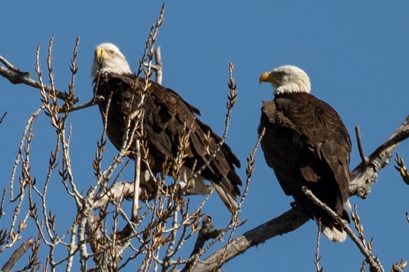 Nick and Nora rest after mating. Photo by Grady Hinton. 