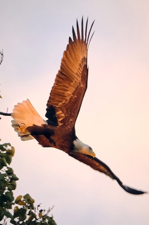 A bald eagle swoops through trees at White Rock Lake. Photo by Adam Velte.