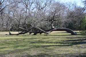 Eastwood tree