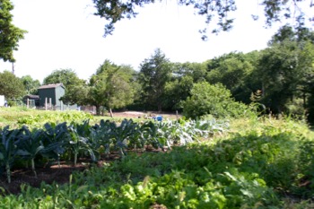 Eat the Yard farm