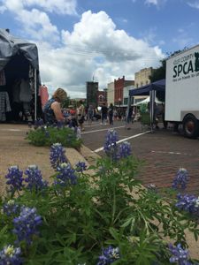Ennis Bluebonnet Trails Festival