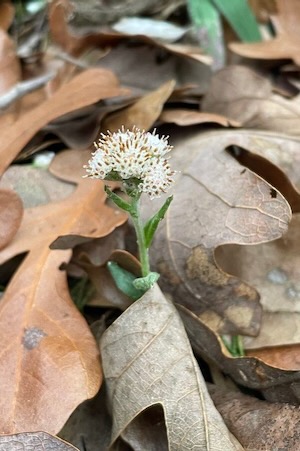 Parlin’s pussytoes, Antennaria parlinii, a spring ephemeral, blooms on Feb. 25, 2023 at Fairfield Lake State Park. Photo by Misti Little.