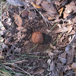 The Great Seed Bomb