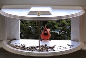 The Krick View Window Tray Bird Feeder can be found on Wayfair.com.