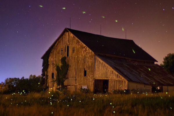 Fireflies can be found in many parts of Texas. Courtesy of Firefly.org.