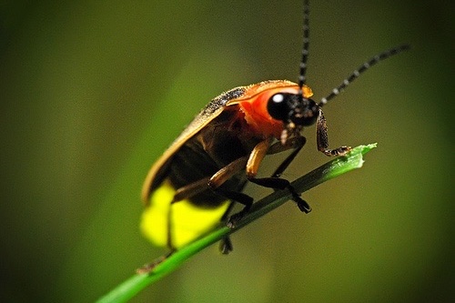 Each firefly species has its own signature light pattern and color. Courtesy of Firefly.org.