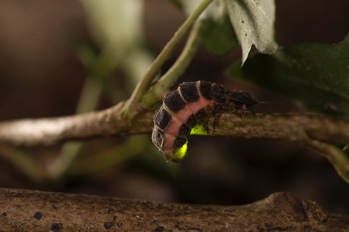 A firefly larvae emits a glow. Courtesy of Firefly.org.
