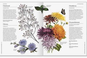 Flowers and Their Meanings