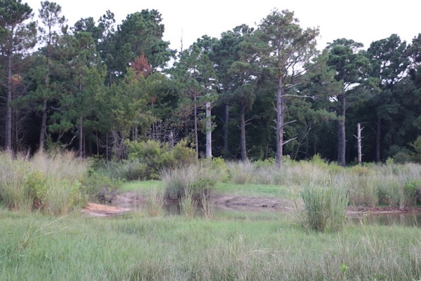 Forest, prairie, and water provide an elemental mix for contemplation. Photo by Denise Thompson, courtesy of Wild Dallas-Fort Worth. 