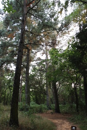 Loblolly pines provide a cathedral-like feel for the slow walks. Photo by Denise Thompson, courtesy of Wild Dallas-Fort Worth. 