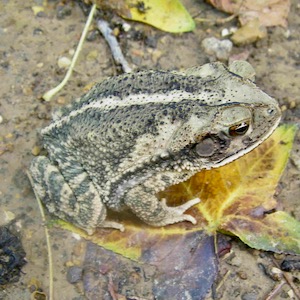 Gulf Coast Toad