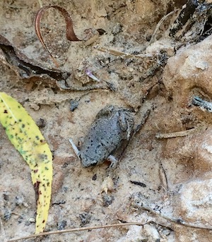Narrowmouth frog
