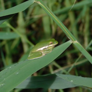 Green tree frog