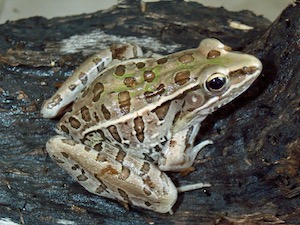 Southern Leopard Frog