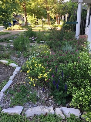 A front yard features native plantings in Fort Worth. Photo by Julie Thibodeaux.