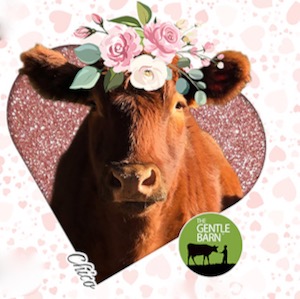Give your Valentine a Virtual Cow Hug. Courtesy of Gentle Barn.