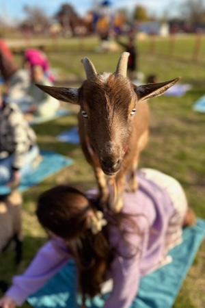 Goat Yoga Dallas
