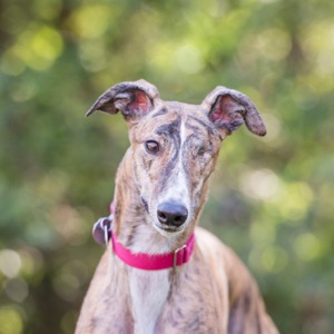 Greyhound Adoption League of Texas