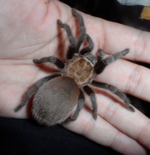 Tarantula