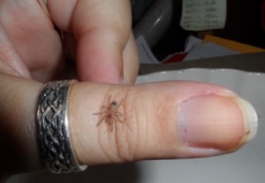Tarantula baby