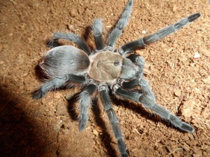 Tarantula