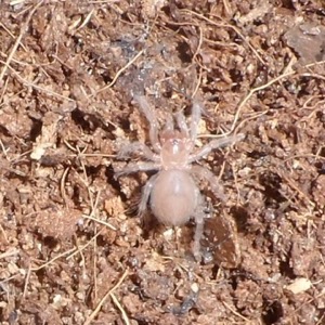 Tarantula