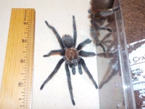 Tarantula