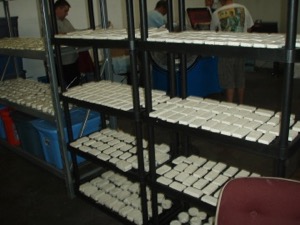 Hyatt Regency Dallas soap recycling 
