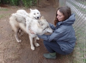 IEAS wolves