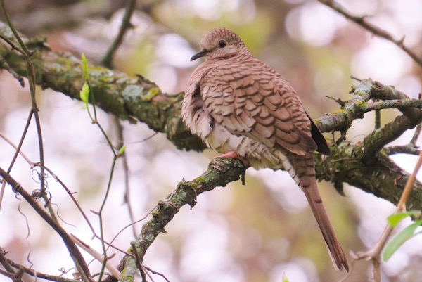 Inca Dove. Photo by Ty Allen.