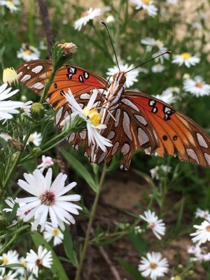 LLELA butterfly