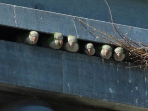 Monk Parakeets