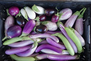 Gardeners in Community Development