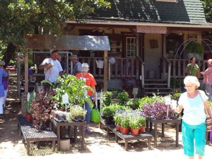 Lavendar Fest