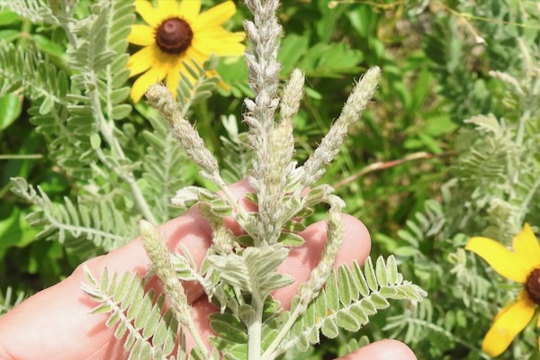 One of the plants on Jeff Quayles bucket lists is the leadplant, aka downy indigo bush, prairie shoestring or buffalo bellows. Amorpha canescens is a small, perennial semi-shrub in the pea family native to North America with small purple flowers. Photo by Sam Kieschnick.