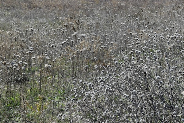 Dried remnants of last year's flowers and grasses at Chisholm Trail Park. Photo by Michael Smith.