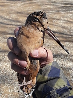 Woodcock rescued in a Downtown Dallas parking garage. Courtesy of TCA.