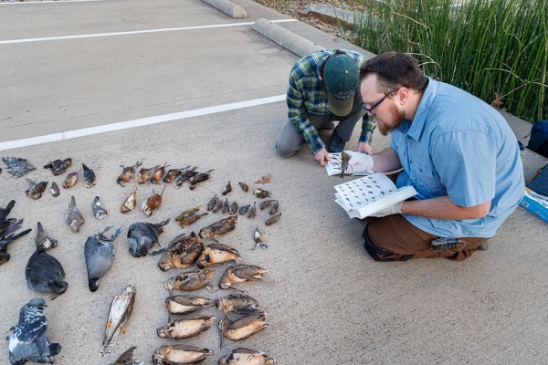 Lights Out Texas volunteers tally birds found in downtown Dallas