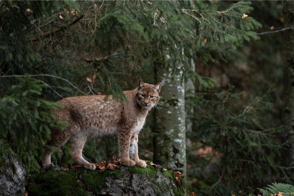 Bobcat near the Sulfur River are under threat from the proposed reservoir.