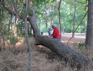 Comanche Marker Trees
