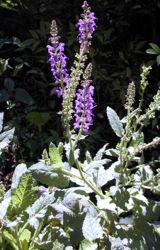 Texas Smartscape Plant: May Night Sage