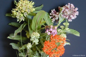 Milkweed