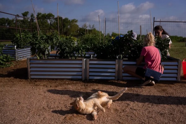 Dewey, the farm cat, cools off in the dirt while volunteer gardeners pick vegetables from the Dewey Prairie Garden in Donie.