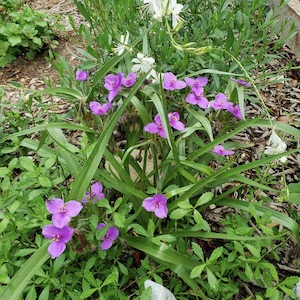 EcoBlossom Nursery
