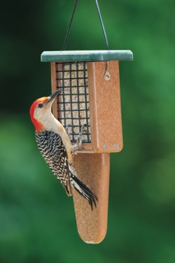 eco bird feeder