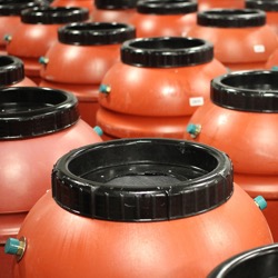 Repurposed rain barrels