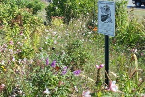 Monarch Waystation