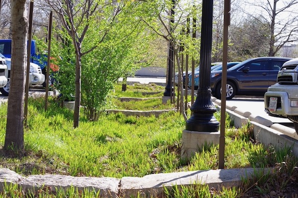 The parking lot at the George W. Bush Library and Native Texas Park features rain gardens that slow and absorb rainwater. Photo by Scooter Smith. 